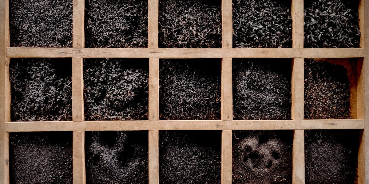 Black Teas: The Basics