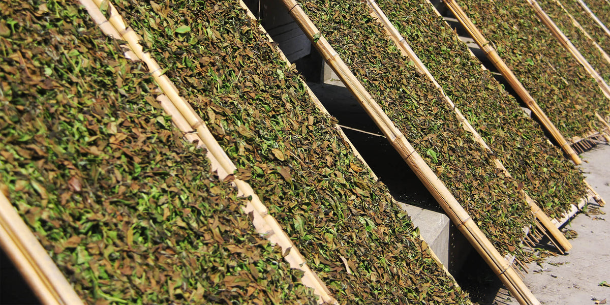 White tea being sun dried