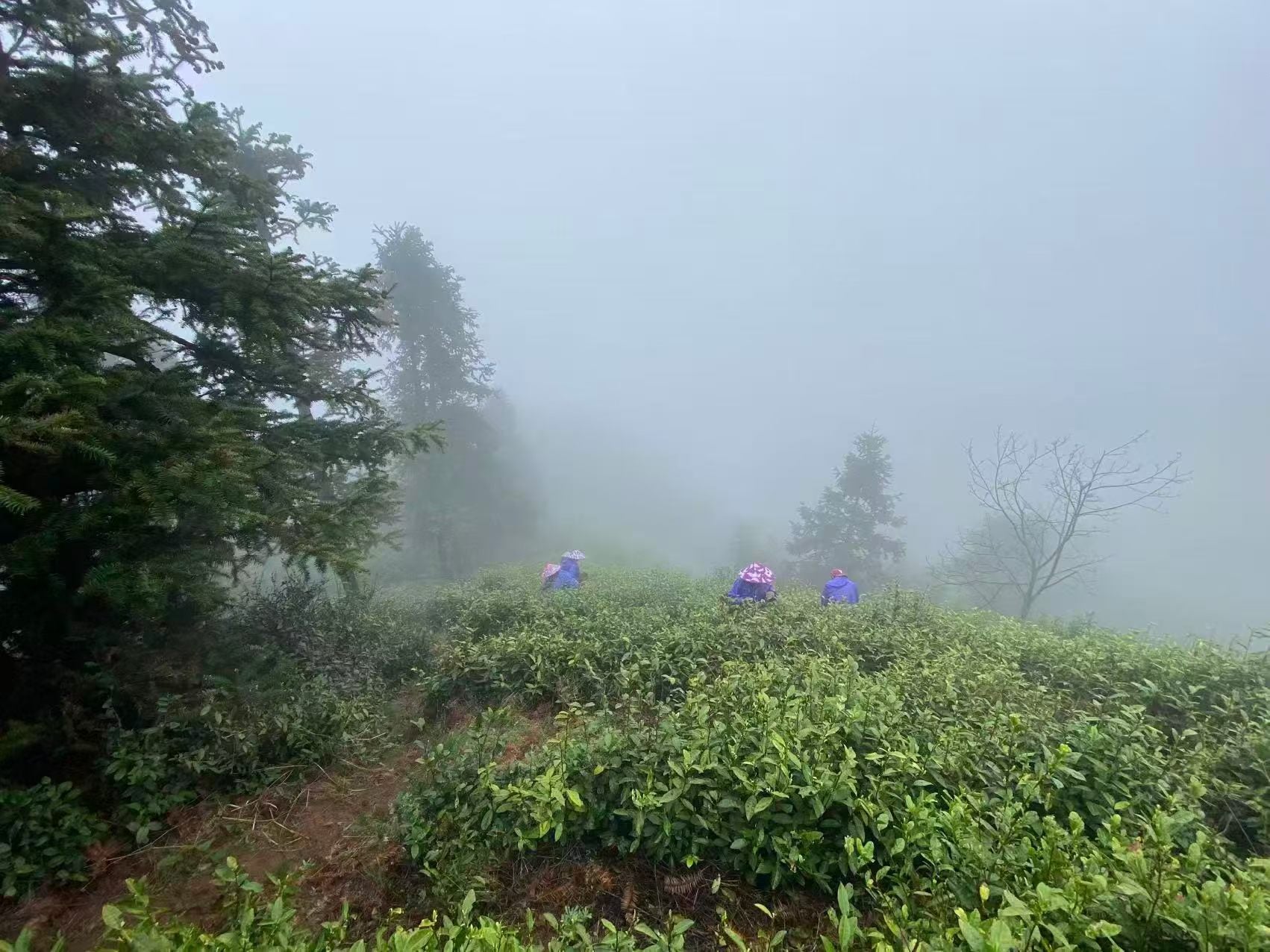 Bai Xiang Luo Jade Anji Green Tea