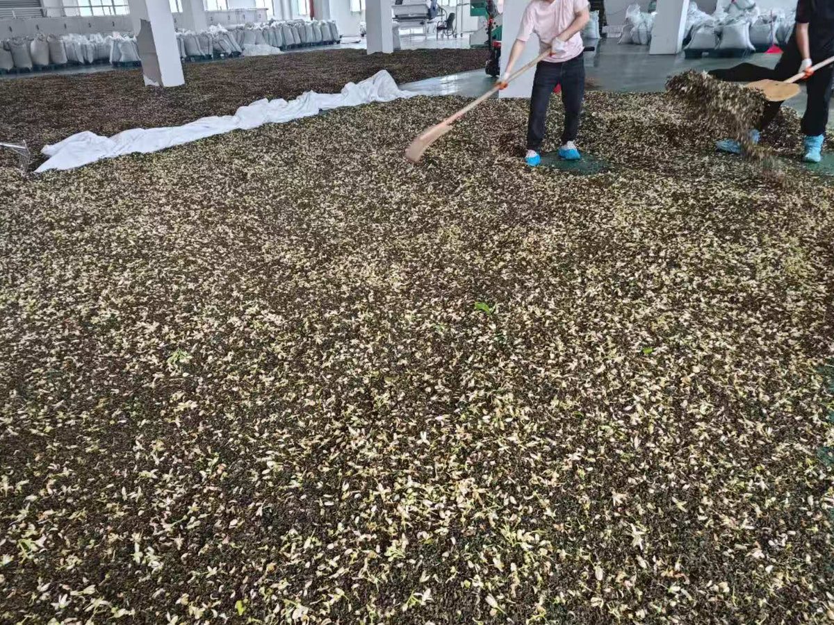 Anji black tea in a factory being mixed and turned by hand.