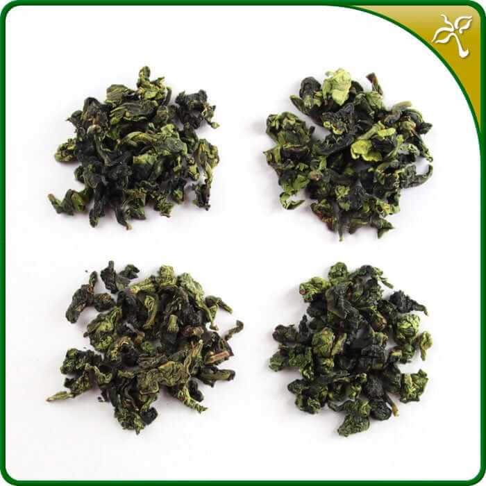 Tieguanyin Tea Taster selection. Different loose leaf Tieguanyin teas on a plain background.