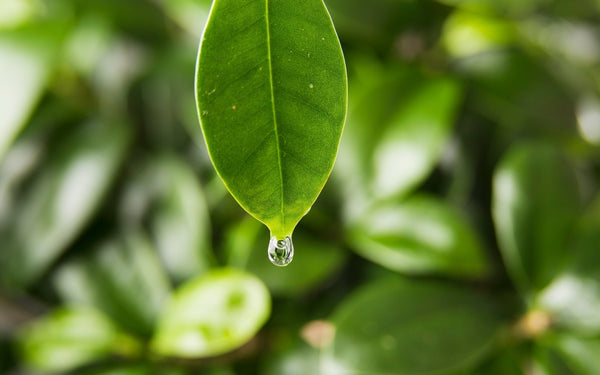 Reflections on the 2025 Tea Harvest