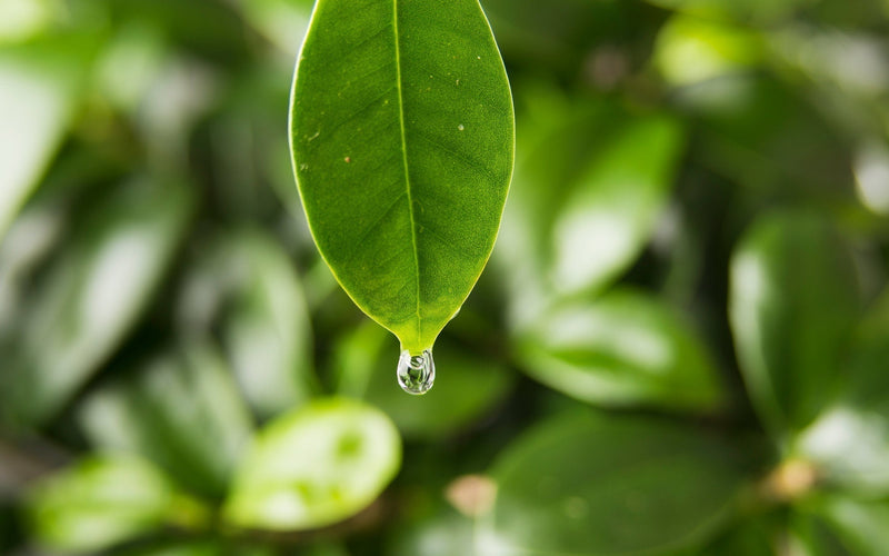 Reflections on the 2025 Tea Harvest
