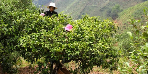 What Are Ancient Tea Trees? Exploring The Truth Behind Gu Shu Puerh
