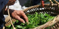 Lady in Fuding with fleshly plucked leaf