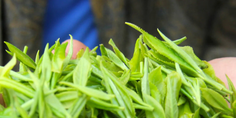 Freshly picked green tea