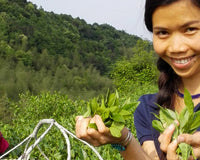 Wan Ling in the tea fields of Fuding, Fujian. One of the key growing regions for Chinese white tea.