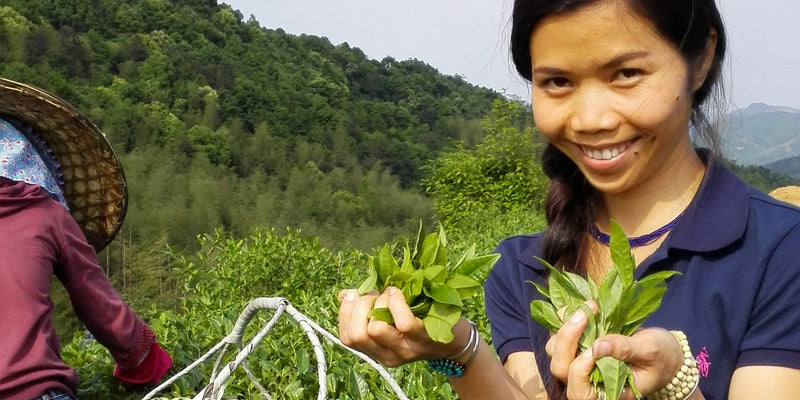 Wan Ling in the tea fields of Fuding, Fujian. One of the key growing regions for Chinese white tea.