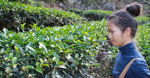 Fujian Tea Cultivars