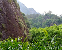 Looking across a tea garden and valley in the Wuyi Mountains of northern Fujian.