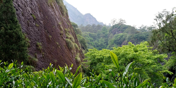 Looking across a tea garden and valley in the Wuyi Mountains of northern Fujian.