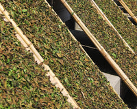 White tea being sun dried