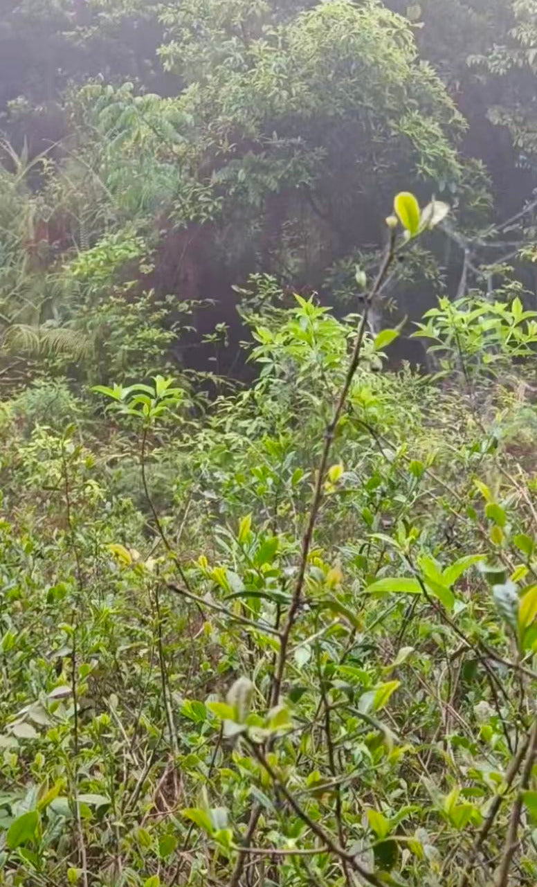 Abandoned tea garden in Anxi, Fujian, where our Yeyun Tie Guan Yin tea grows.