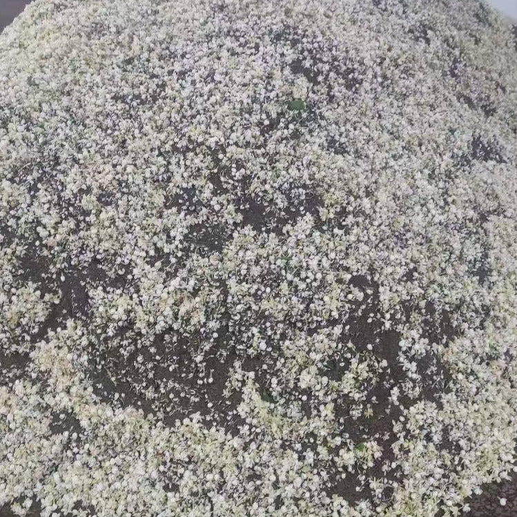 Batch of Charlie Xu's Anji Jasmine Black Tea. High mountain black tea with jasmine flowers in the tea factory. Tea is covered with flowers to allow the floral aroma infuse into the tea.