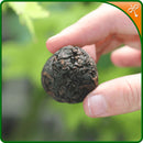 Shu Puerh Dragon Pearl being held between finger and thumb.
Aged Shu Puerh tea from the famous Bulang mountains of Yunnan, China.