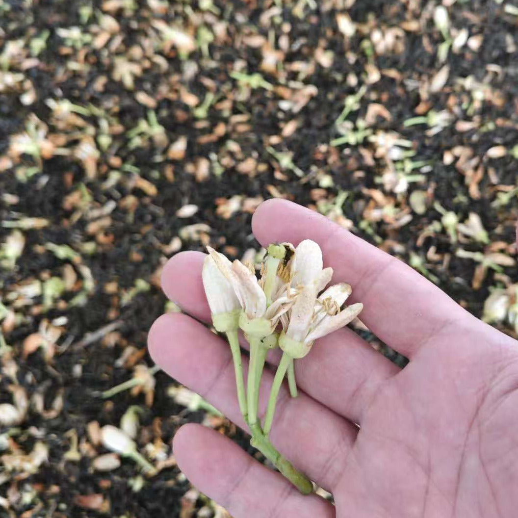 Charlie Xu holding some jasmine flowers. In the background is his high mountain black tea being infused with the jasmine flowers.Premium Anji jasmine black tea with a beautiful floral aroma.