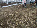 Anji black tea in a factory being mixed and turned by hand.
