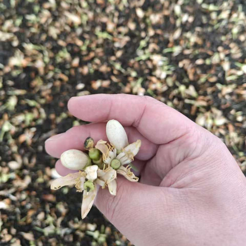 Hand holding pomelo flowers. Anji black tea layered with pomelo flowers to make our stunning Anji Pomelo Black Tea.